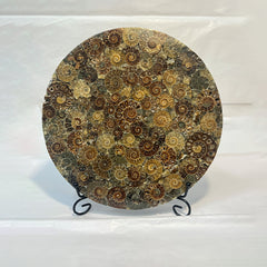 Ammonite